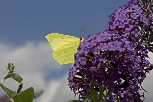 Mark Boulton: Brimstone butterfly Gonepteryx rhamni feedng on