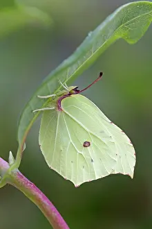 Brimstone: Brimstone Butterfly - male