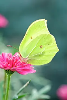 Marguerite: Brimstone Butterfly - on Marguerite Daisy flower