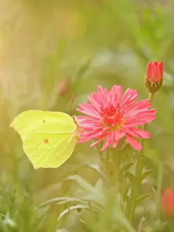 Marguerite: Brimstone Butterfly - on Marguerite Daisy flower