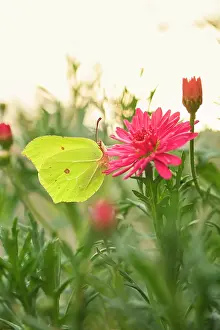 Marguerite: Brimstone Butterfly - on Marguerite Daisy flower