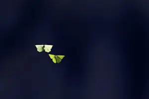 Brimstone: Brimstone Butterfly - Mating dance