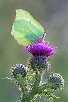 Brimstone: Brimstone Butterfly - perched on thistle and being