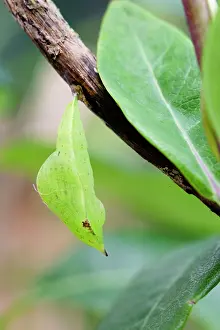 Brimstone: Brimstone Butterfly - Pupa