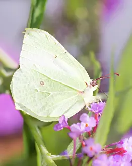 Brimstone: Brimstone butterfly sitting on the blossoms of a flower