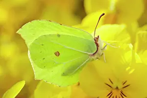 Brimstone: Brimstone Butterfly - on yellow Viola flower