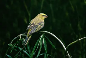 Gillean White: Brimstone Canary