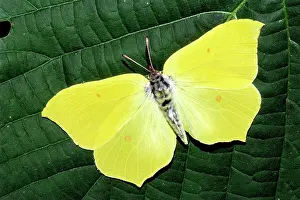 Brimstone: Brimstone (Gonepteryx rhamni) on a leaf