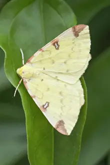 Brimstone: Brimstone Moth