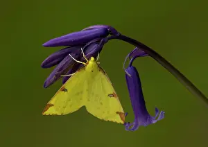 Brimstone: Brimstone Moth - on bluebell flower, with wings open. Spring