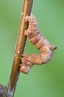 Brimstone: Brimstone Moth Larva - Norfolk UK