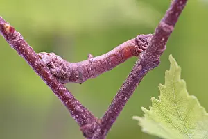 Brimstone: Brimstone Moth Larva - Norfolk UK