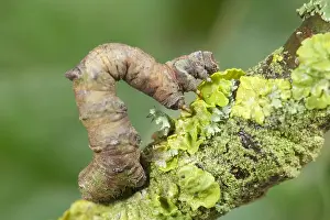 Brimstone: Brimstone Moth Larva - Norfolk UK
