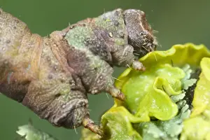Brimstone: Brimstone Moth Larva - Norfolk UK