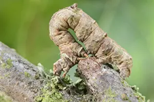 Brimstone: Brimstone Moth Larva - Norfolk UK