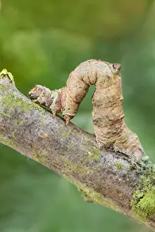Brimstone: Brimstone Moth Larva - Norfolk UK