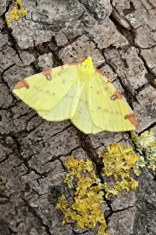 Brimstone: Brimstone Moth - with lichen on tree trunk