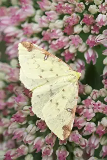 Brimstone: Brimstone moth resting on Sedum flowers, Norfolk UK