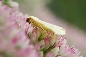 250417: Brimstone moth resting on Sedum flowers, Norfolk UK