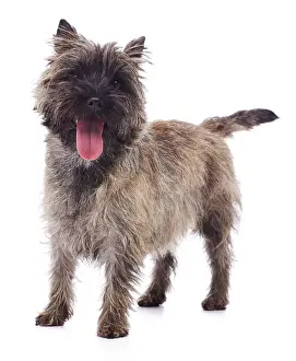 Cairn: Brindle coated Cairn Terrier