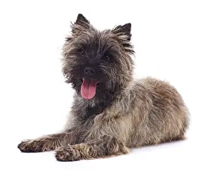 Cairn: Brindle coated Cairn Terrier