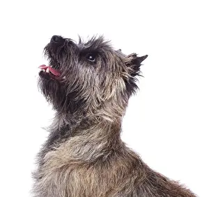 Cairn: Brindle coated Cairn Terrier, head and shoulders