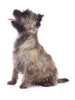 Cairn: Brindle coated Cairn Terrier, sitting down, side