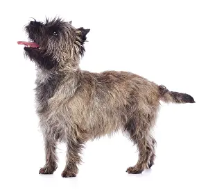 Cairn: Brindle coated Cairn Terrier, side view