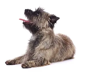 Cairn: Brindle coated Cairn Terrier, side view lying down