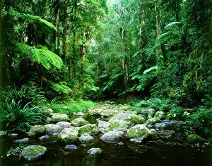 Brindle: Brindle Creek: subtropical rainforest