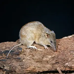 Bandicoot: Brindled Bandicoot