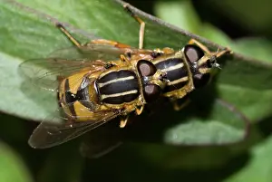 Helophilus: Brindled Hoverfly