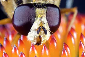 Helophilus: Brindled Hoverfly
