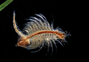 Brine: Brine Shrimp
