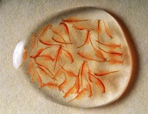 Brine: Brine Shrimp