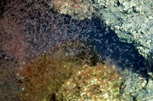Salina: Brine Shrimp - feeding on green algae