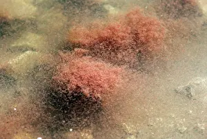 Salina: Brine Shrimp - upwelling