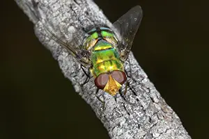 Biloela: Bristle Fly