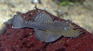 Catfishes: Bristle-nosed Catfish - freshwater fish