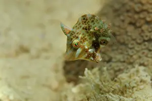 File: Bristle-tail Filefish