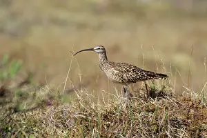 Curlews: Bristle-thighed Curlew