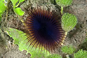 Bristle: Bristle Worm