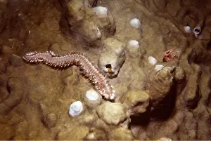 Worm: BRISTLE WORM - feeding on Hard Mustard Coral