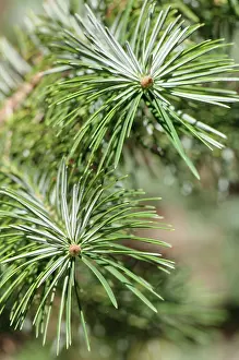 Bristlecone: Bristlecone fir, Abies bracteata, Close view of