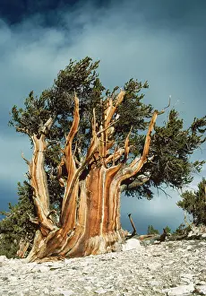 Bristlecone: Bristlecone Pine
