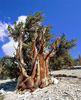 Bristlecone: BRISTLECONE PINE