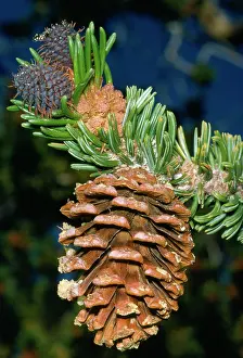 Bristlecone: BRISTLECONE PINE