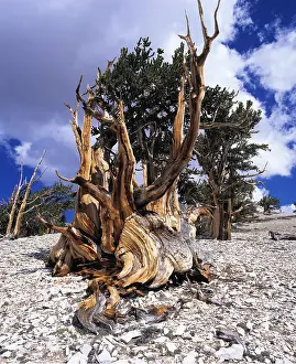 Pines: BRISTLECONE PINE