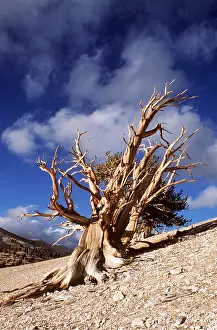 Survival: BRISTLECONE PINE