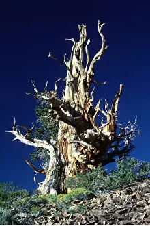 Bonnie Weisser: BRISTLECONE PINE